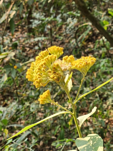 Image of Neurolaena lobata by (c) Jo Roberts, some rights reserved (CC BY)