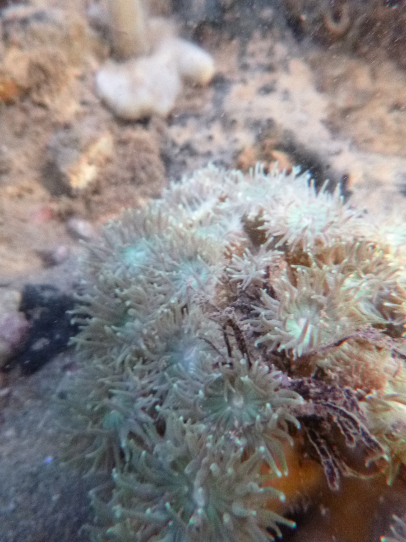 Duncanopsammia axifuga · iNaturalist