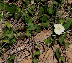 Ipomoea obscura obscura