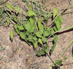 Ipomoea obscura obscura