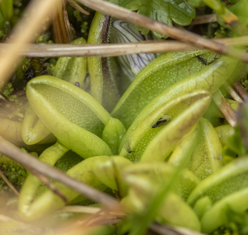 Pinguicula antarctica