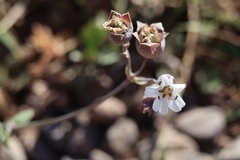 Silene uniflora image