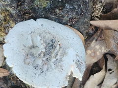 Amanita mutabilis image