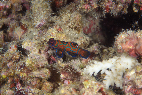 Mandarinfish
