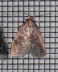 Hyperstrotia pervertens