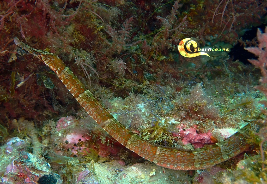 Common pipefish (Syngnathus acus) — Syngnathidae