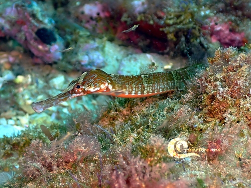 Common pipefish (Syngnathus acus) — Syngnathidae — 2