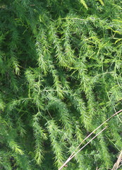 Asparagus cooperi