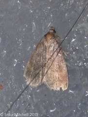 Hyperstrotia pervertens