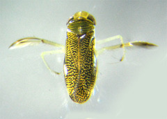 Trichocorixa