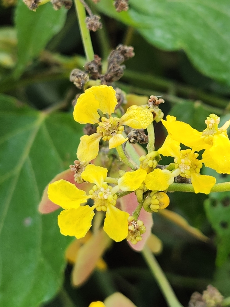 Stigmaphyllon lindenianum