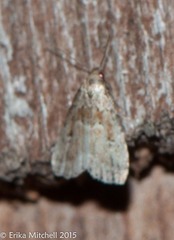 Hyperstrotia pervertens