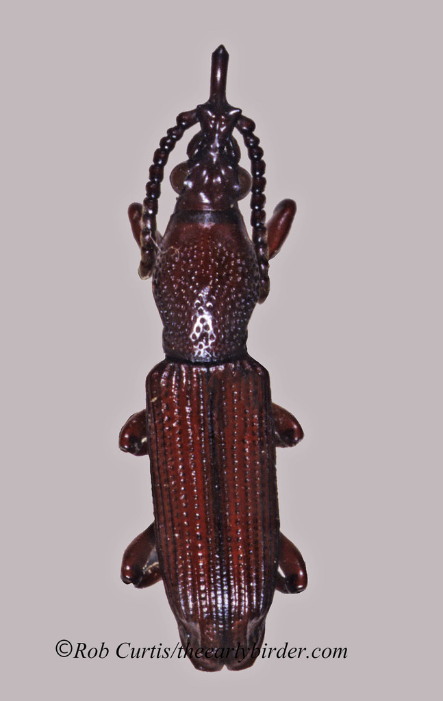 Ankleineella australis