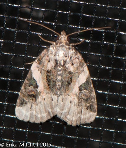 Pink-barred Pseudeustrotia Moth