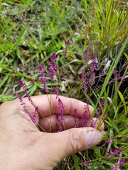 Polygala glochidiata