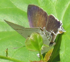 Hypolycaena lochmophila