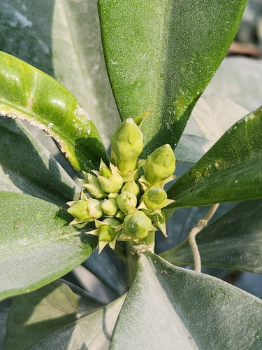Image of Thevetia ahouai by (c) Jo Roberts, some rights reserved (CC BY)