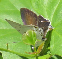 Hypolycaena lochmophila