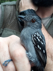Northern Slaty Antshrike photo 3