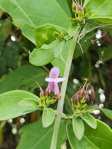 Image of Russelia Campechiana (Russelia campechiana) by (c) Jo Roberts, some rights reserved (CC BY)