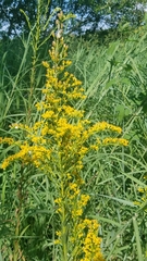 Solidago