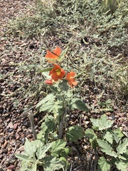 Sphaeralcea incana