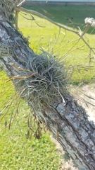 Tillandsia recurvata