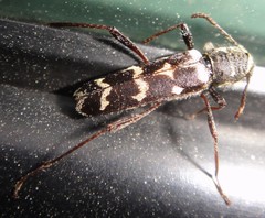 Neoclytus horridus