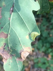 Macrodiplosis pustularis