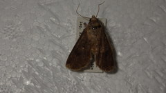 Agrotis segetum