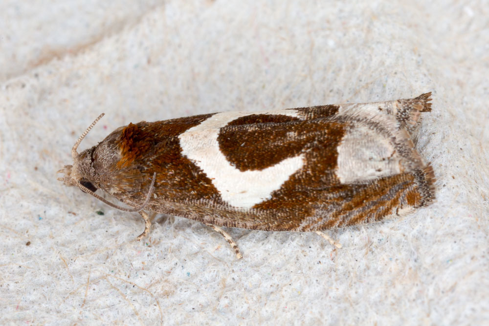 White-foot Bell, photo 1 of 10