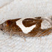 Epiblema foenella - Photo (c) Drepanostoma, algunos derechos reservados (CC BY-NC), subido por Drepanostoma