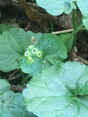 Rondaniola bursaria
