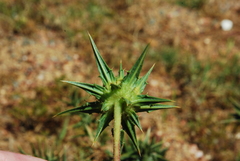 Berkheya carlinifolia carlinifolia