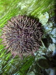 Lytechinus variegatus image