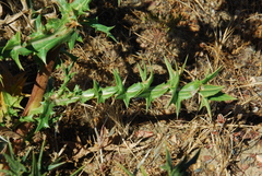 Berkheya carlinifolia carlinifolia