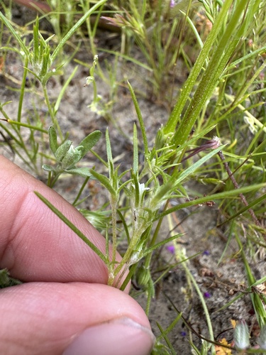 Image of Hoover's Eriastrum (Eriastrum hooveri) by (c) Matt Berger, some rights reserved (CC BY)