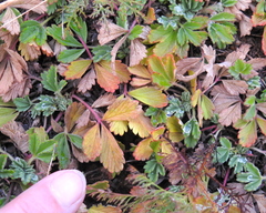 Potentilla acaulis