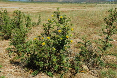 Berkheya carlinifolia carlinifolia
