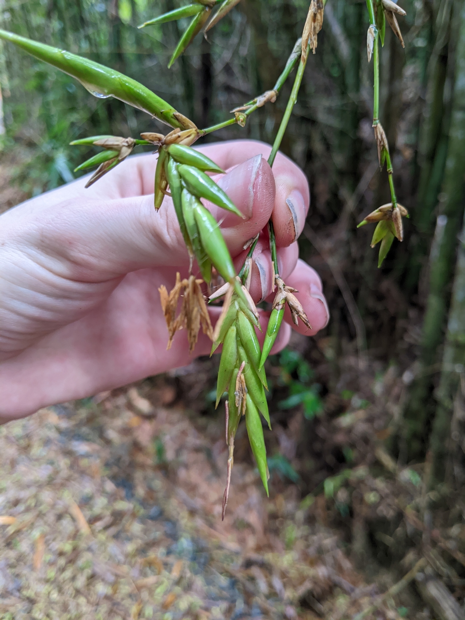 50+ Bambusa Vulgaris 'Schrad' Bamboo Seeds - Clumping, Edible, Perennial - Tropical & Subtropical