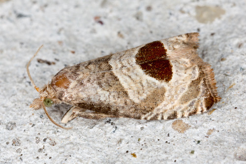 Bramble Shoot Moth