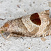 Notocelia uddmanniana - Photo (c) Drepanostoma, algunos derechos reservados (CC BY-NC), uploaded by Drepanostoma