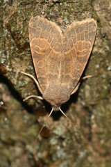 Xanthia ocellaris