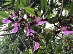 Encyclia cordigera image