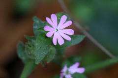 Silene dioica