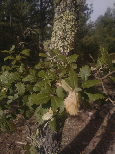 Image of Quercus crassifolia by (c) Juan Cruzado Cortés, some rights reserved (CC BY-SA)