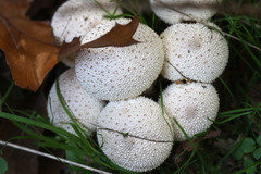 Lycoperdon perlatum