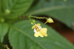 Impatiens parviflora