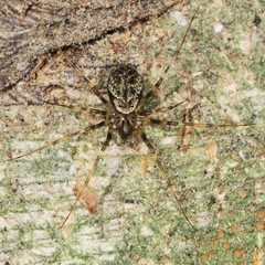 Drapetisca alteranda