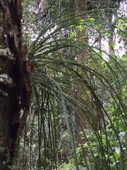 Vittaria lineata image